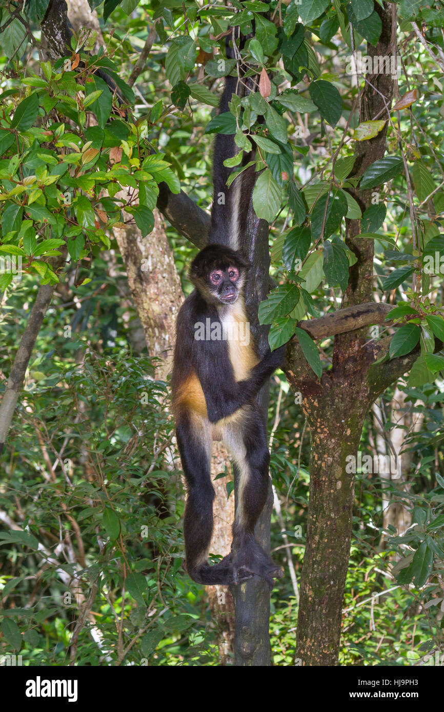 Spider monkey Hängen an seinen Arm, Belize, Central America Stockfoto