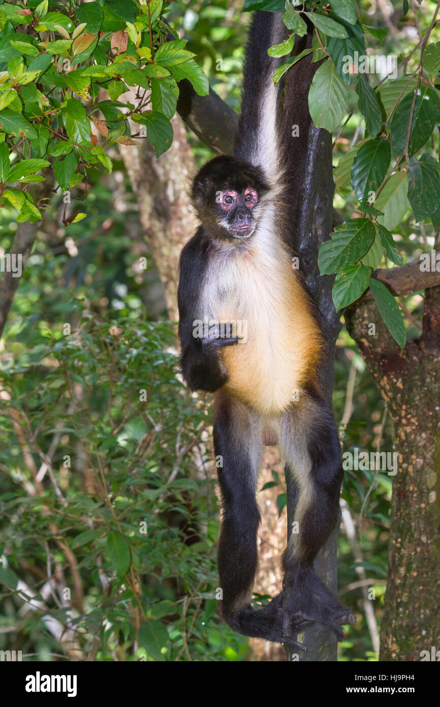 Geoffroy's Spider monkey Hängen an seinen Arm, Belize, Central America Stockfoto