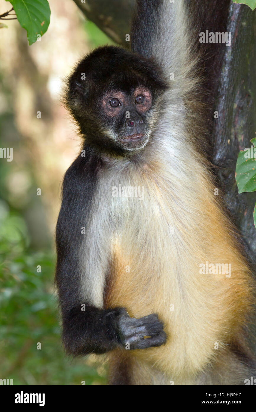 Spider monkey Hängen an seinen Arm aus der Nähe, Belize, Central America Stockfoto