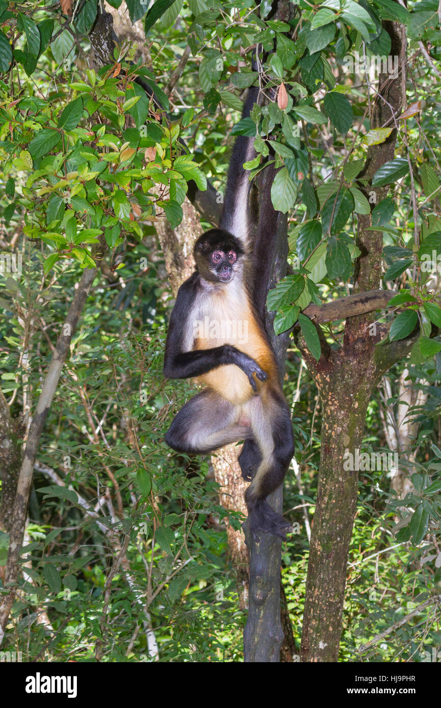 Geoffroy's Spider monkey Hanging auf nur einer seinen Arm, Belize, Central America Stockfoto