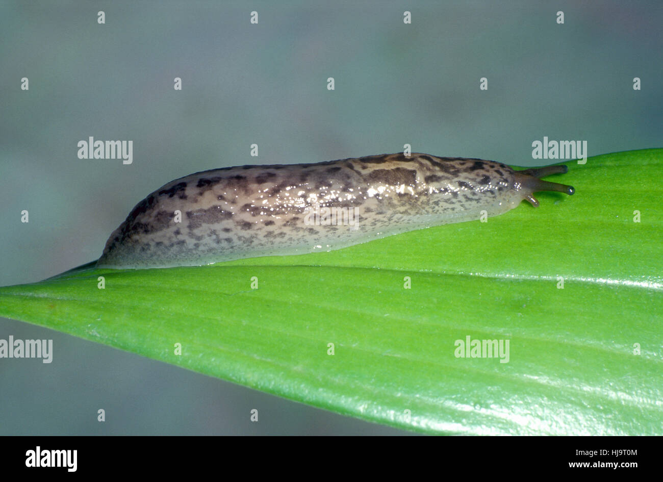 GEFLECKTE ODER GROßEN GRAUEN GARTEN SLUG AUF ORCHIDEE BLATT Stockfoto