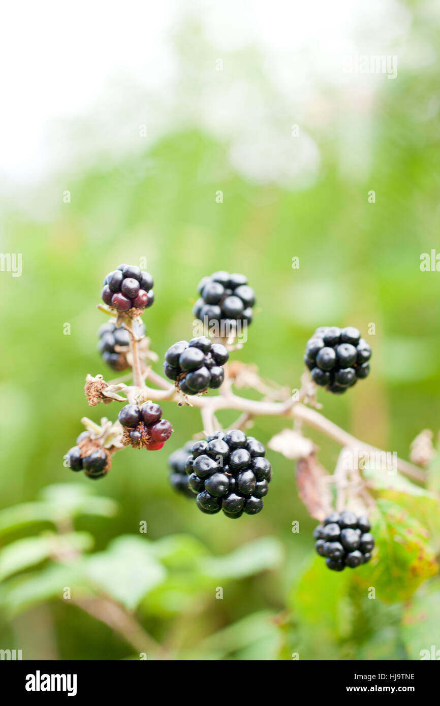 Farn, Brombeere, Lebensmittel, Nahrungsmittel, Vitamine, Vitamine, süß, Holz, Blätter, Stockfoto