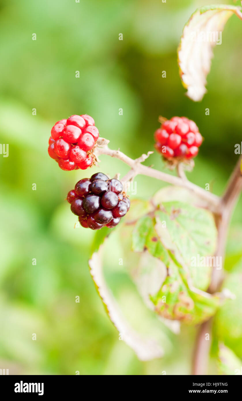 Farn, Brombeere, Lebensmittel, Nahrungsmittel, Vitamine, Vitamine, süß, Holz, Blätter, Stockfoto