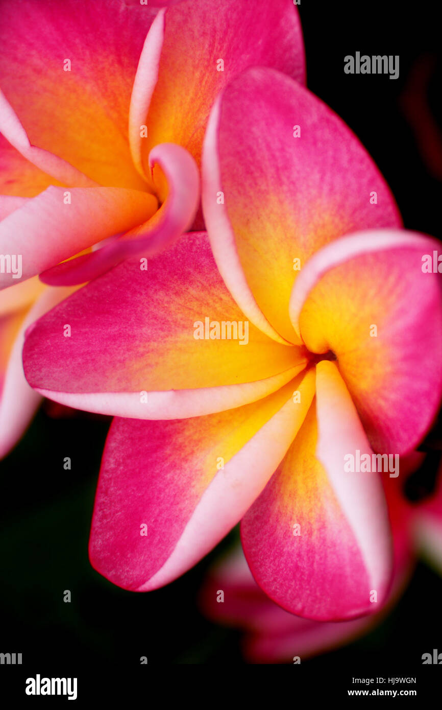 zwei fünf Blütenblatt rosa Blume Frangipani (Plumeria) mit gelbem Zentrum auf der dunkelgrünen Hintergrund Nahaufnahme selektiven Fokus Stockfoto