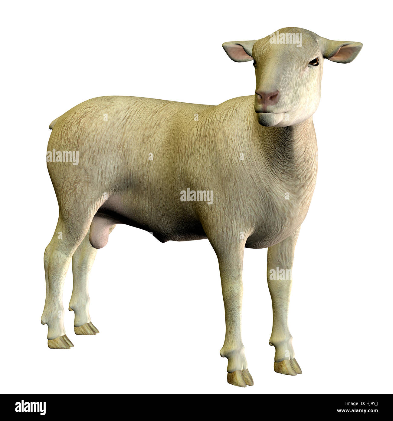 Tier, Schafe, Wolle, Bauernhof, Tier, Tierwelt, Natur, optional, Tier, Stockfoto