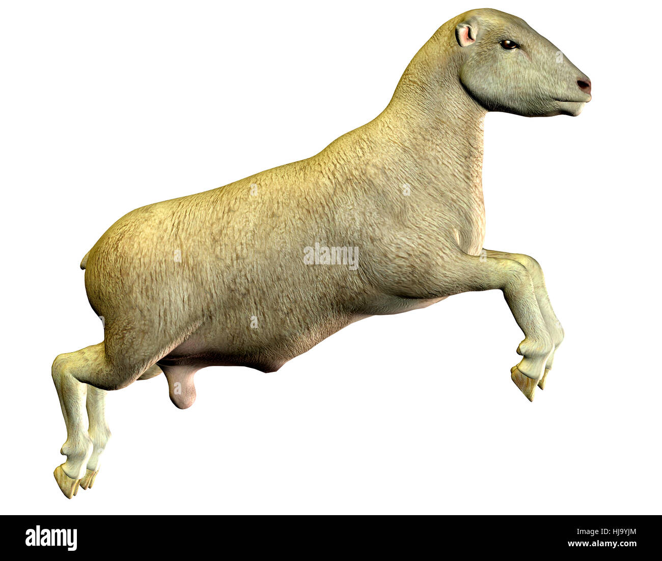 Tier, Schafe, Wolle, Bauernhof, Tier, Tierwelt, Natur, optional, Tier, Stockfoto