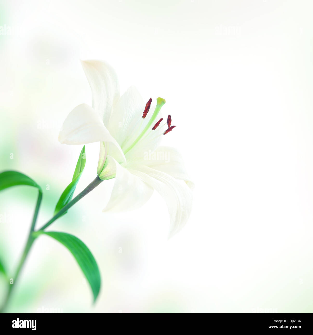 Lilie Blume, sanfte weiße Blume über einfachen Hintergrund, schönes Geschenk für Muttertag, Frühling Mal Spielzeit Stockfoto