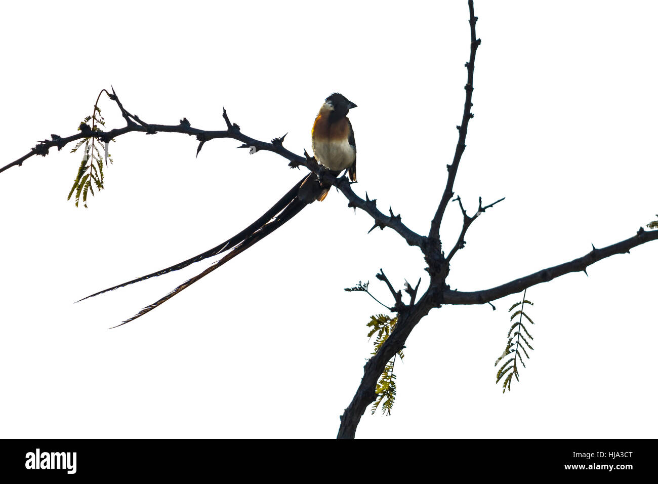 Breit-tailed Paradies-Whydah in weißen Hintergrund isoliert; Specie Vidua Paradisaea Familie von Viduidae Stockfoto