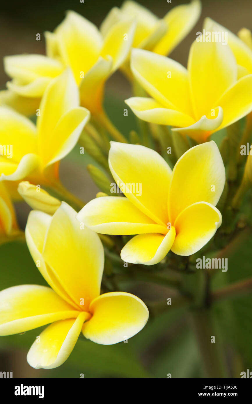 Frangipani Blüte Stockfoto