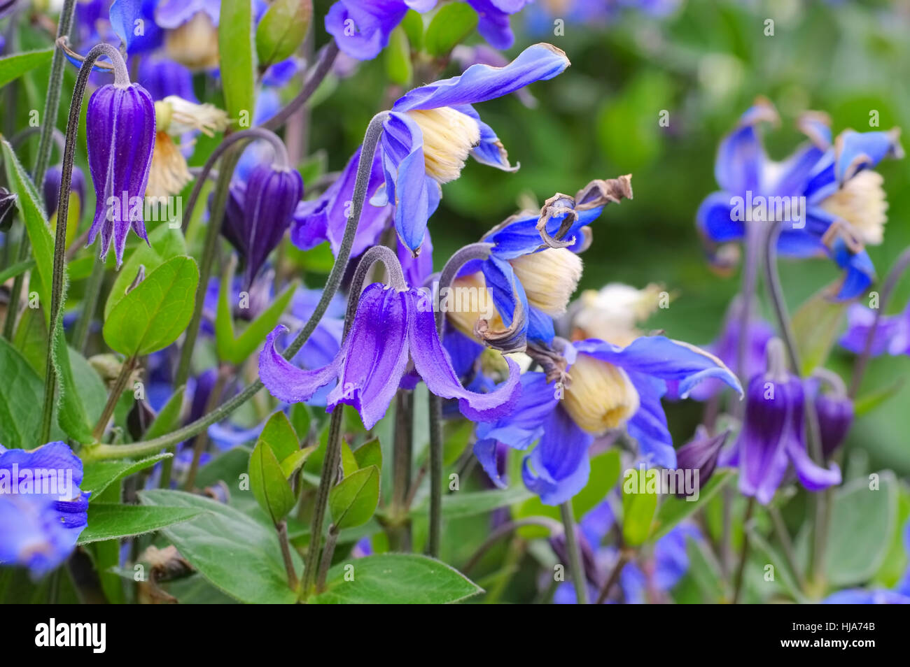 Kleine StaudenWaldrebe, Clematis Integrifolia Clematis Integrifolia