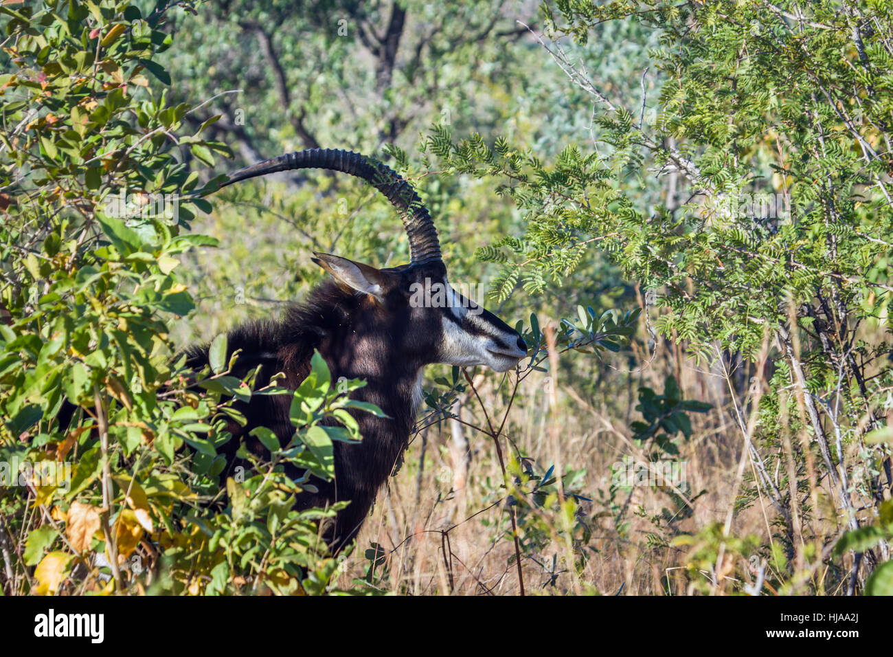 Rappenantilope im Krüger-Nationalpark, Südafrika; Specie Hippotragus Niger Familie der Horntiere Stockfoto