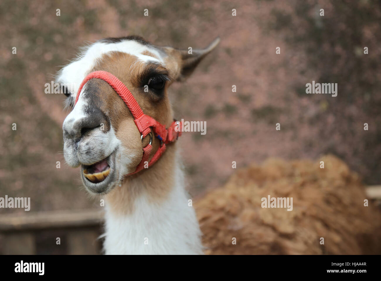 Nase von einem Lama mit gelbe Zähne und einen langen Hals lachen Stockfoto