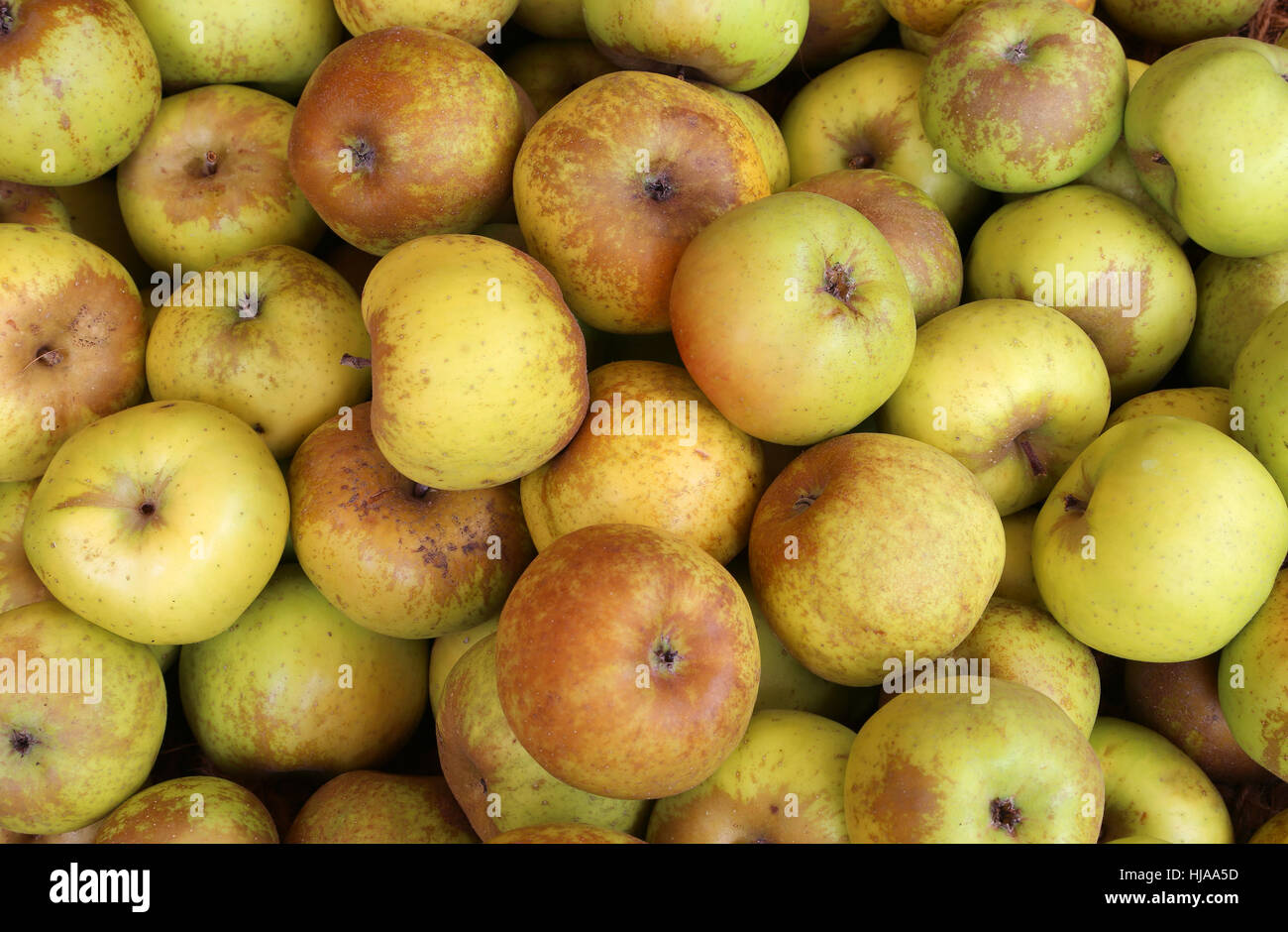 Hintergrund der organischen grünen und gelben Äpfeln, die ohne chemische Behandlung Stockfoto
