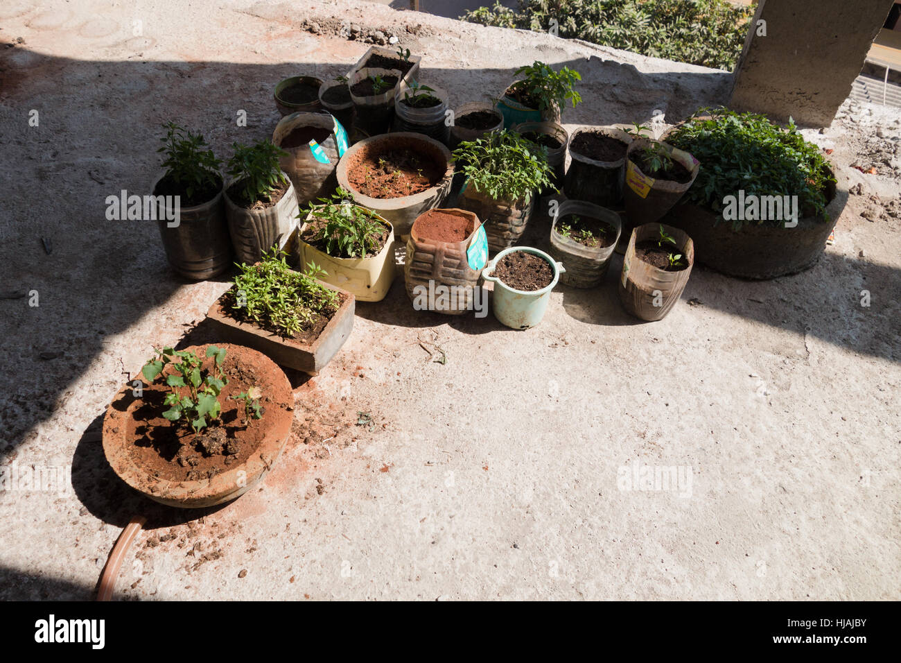 Pflanzen in ausrangierte Plastikflaschen in Indien Stockfoto