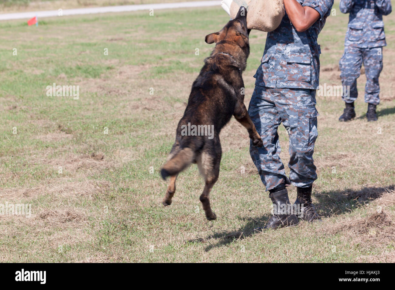 Soldaten aus dem k-9-Hund-Gerät arbeitet mit seinem Partner, einen schlechten Kerl während einer Demonstration zu begreifen Stockfoto