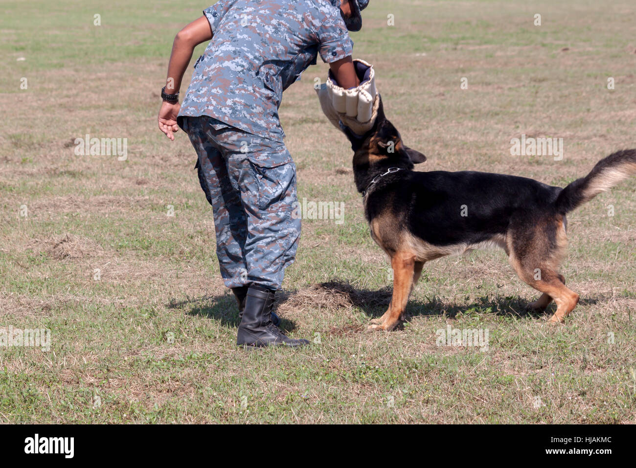 Soldaten aus dem k-9-Hund-Gerät arbeitet mit seinem Partner, einen schlechten Kerl während einer Demonstration zu begreifen Stockfoto