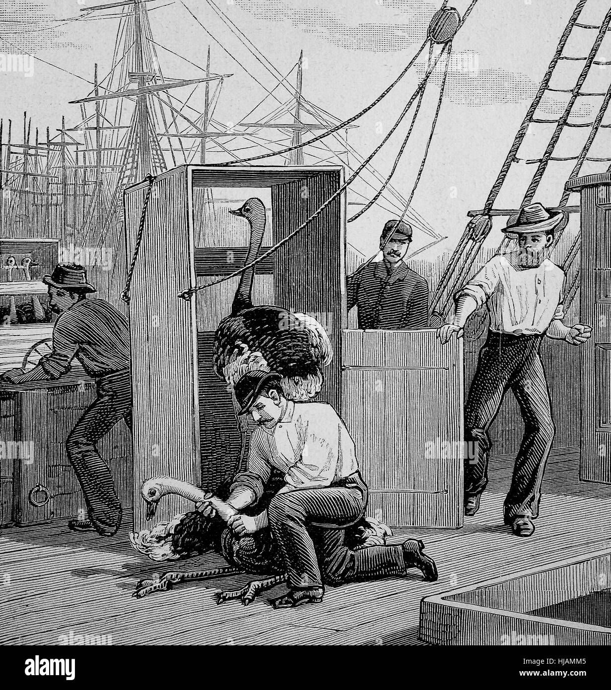 der Transport von Strauß Vögel aus Südafrika nach Australien mit einem Schiff, ist ein entflohener Vogel Strauß zurückeroberten, historische Bild oder Illustration aus dem Jahr 1894, digital verbessert Stockfoto