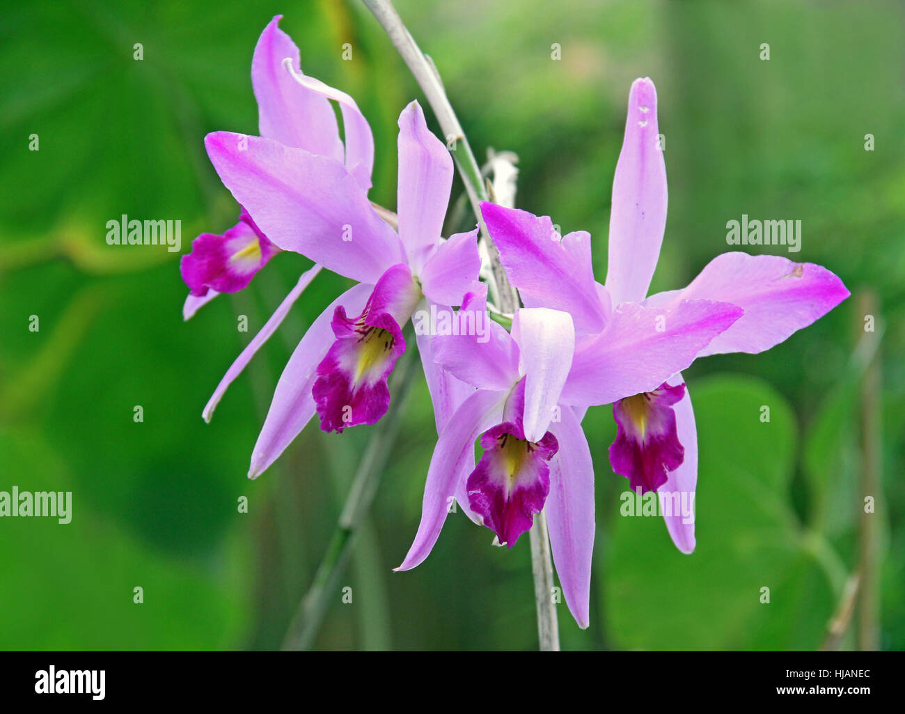 violett, rot, violett, Blume, Orchidee, Pflanze, vier, Blüten, Guatemala, violett, Stockfoto
