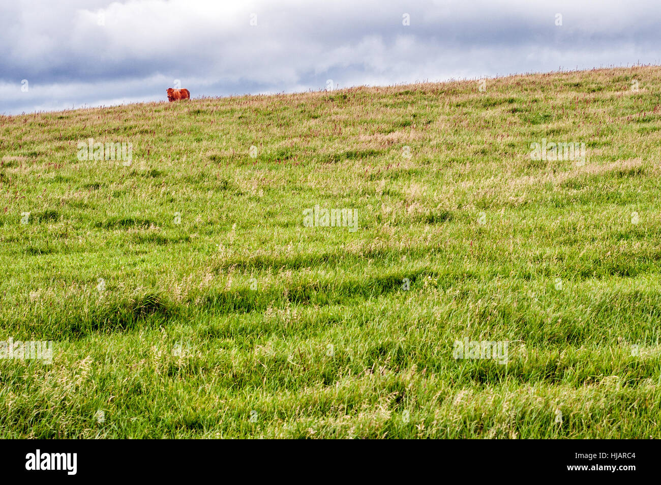 Kuh auf der Wiese, Wicklow, Irland Stockfoto