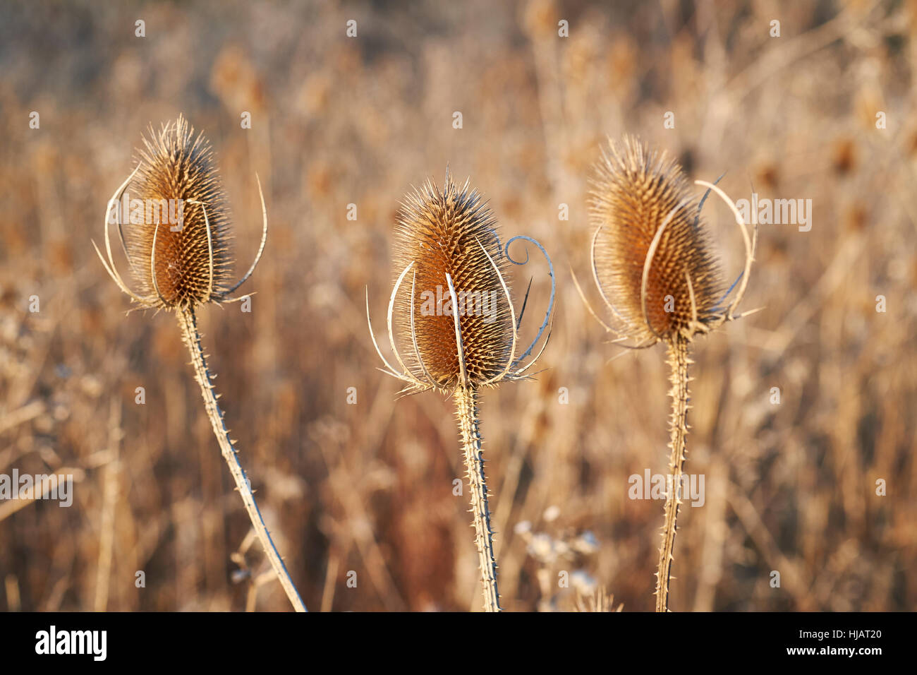 Karde (Dipsacus Fullonum) Pflanzen im Winter Absterben Anzeige tot konischen Blütenstände und Stängel ausgetrocknet. England, UK. Stockfoto