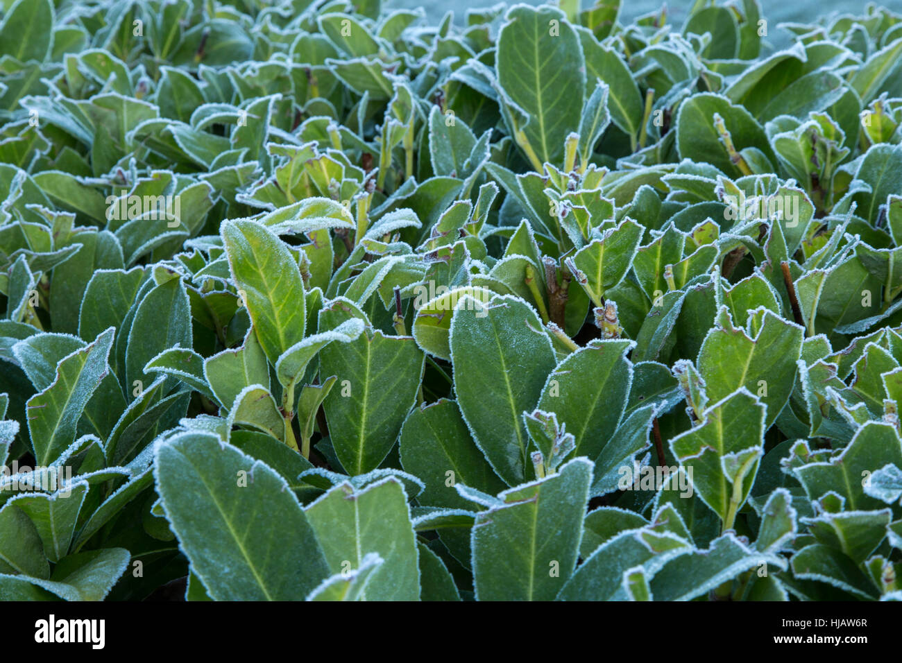Frost an den Rändern von einer Hecke Lorbeer Blätter im Januar. Stockfoto