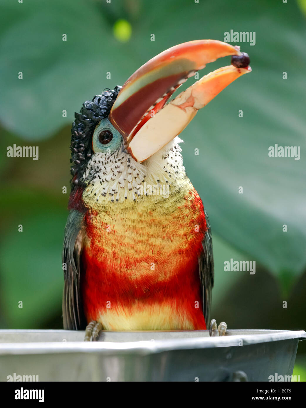 Vogel, Dschungel, tropische, Amazon, bunte, Regenwald, Regenwald, schön  Stockfotografie - Alamy