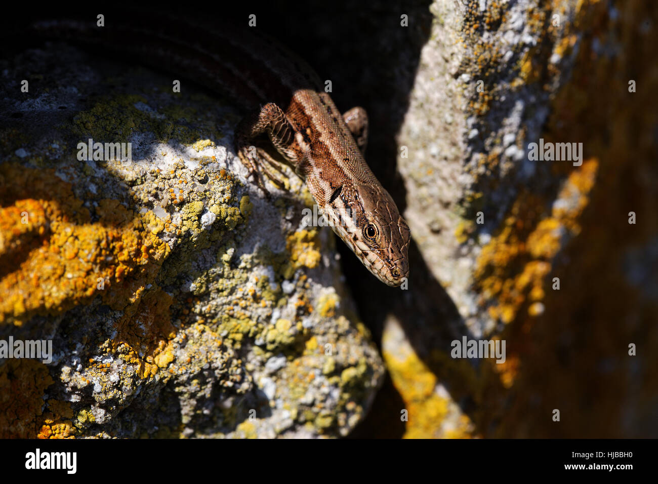 Eine Wand-Eidechse auf Rufus Burg auf der Insel Portland in Dorset Vereinigtes Königreich wo gibt es eine kleine Kolonie. Stockfoto