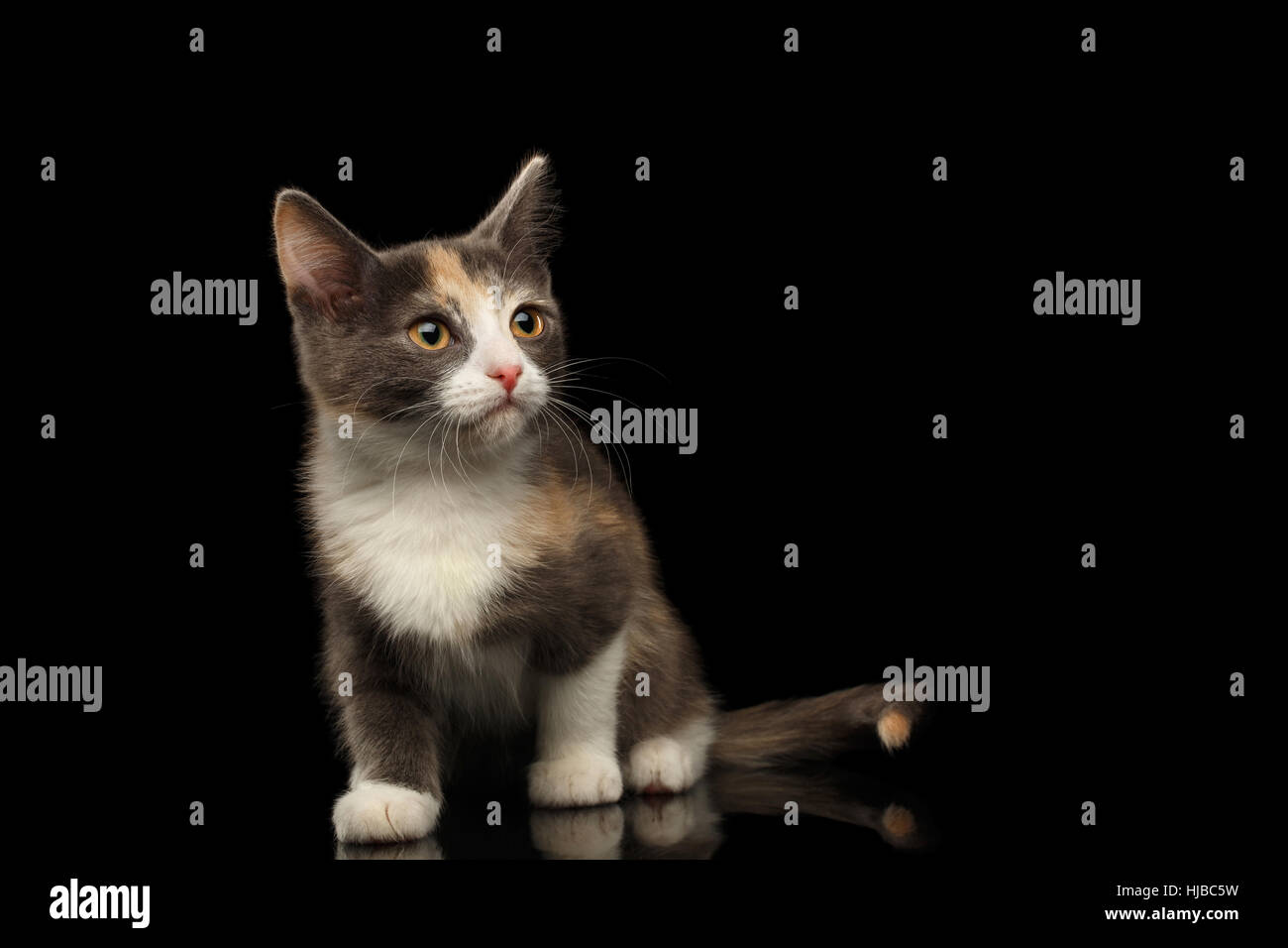 Ingwer-Kitty auf schwarzem Hintergrund isoliert Stockfoto