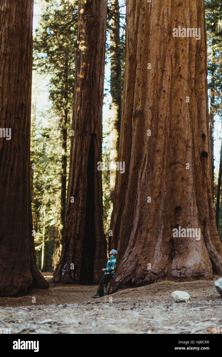 Mann gelehnt Mammutbaum, Sequoia Nationalpark, Kalifornien, USA Stockfoto
