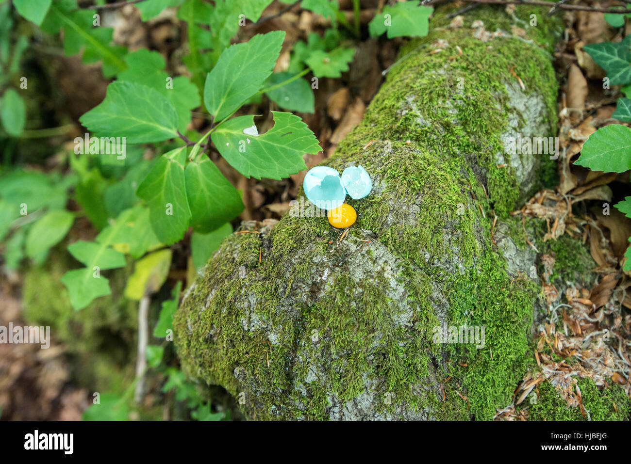 gefallenen Vogel-Ei Stockfoto