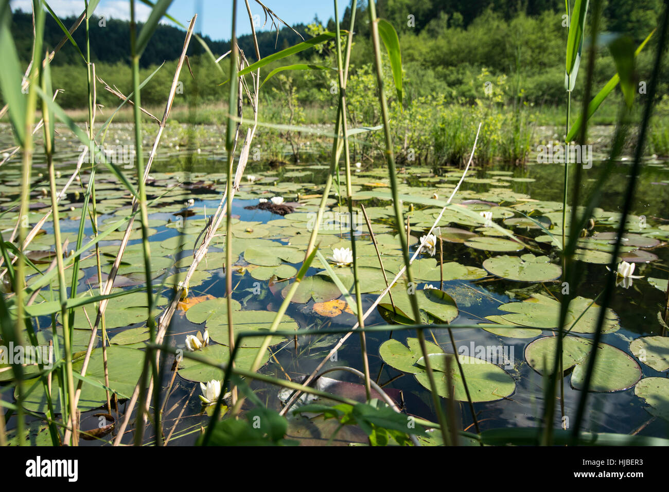 üppige Sumpf vegetation Stockfoto