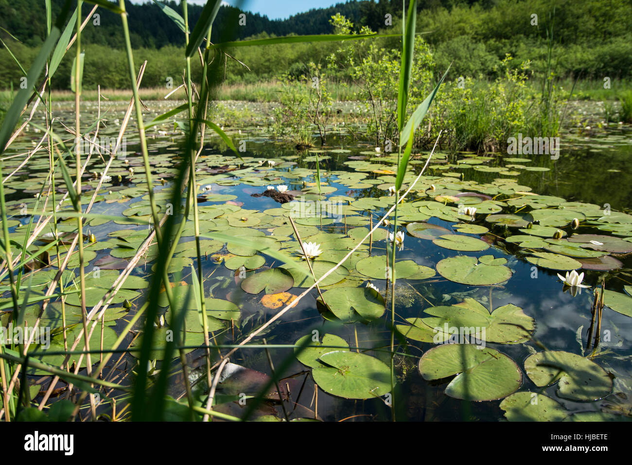 üppige Sumpf vegetation Stockfoto