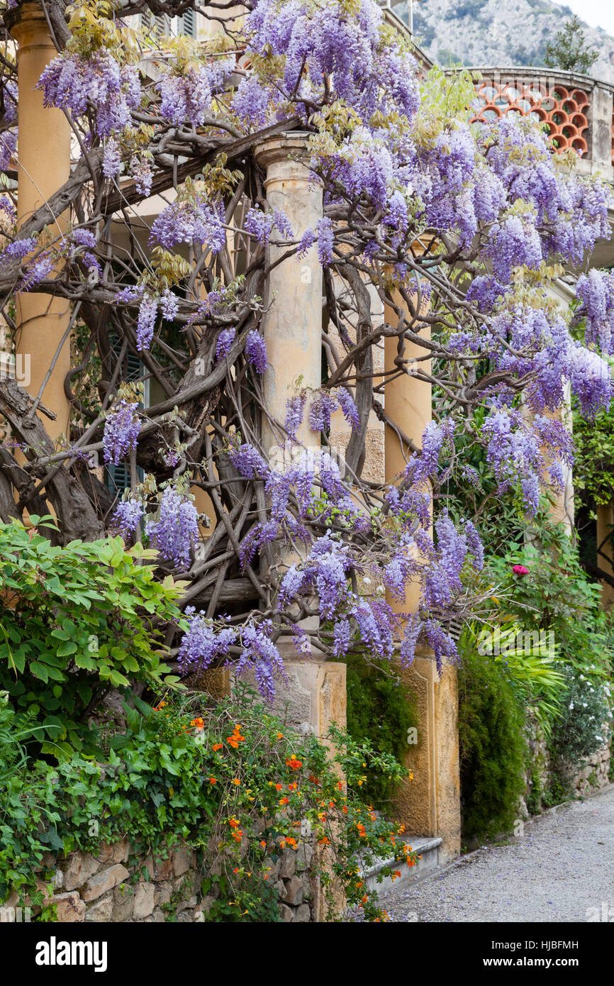 Frankreich, Alpes-Maritimes (06), Menton, le Clos du Peyronnet: Glycin et Pergola. Erwähnen Obligatoire du Nom du Jardin & Nutzung Presse et Livre un Stockfoto