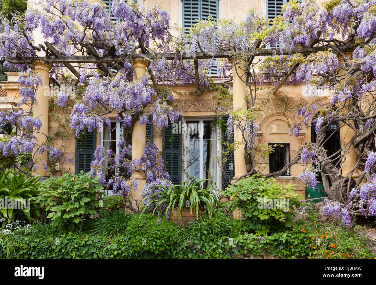 Frankreich, Alpes-Maritimes (06), Menton, le Clos du Peyronnet: Glycin et Pergola. Erwähnen Obligatoire du Nom du Jardin & Nutzung Presse et Livre un Stockfoto