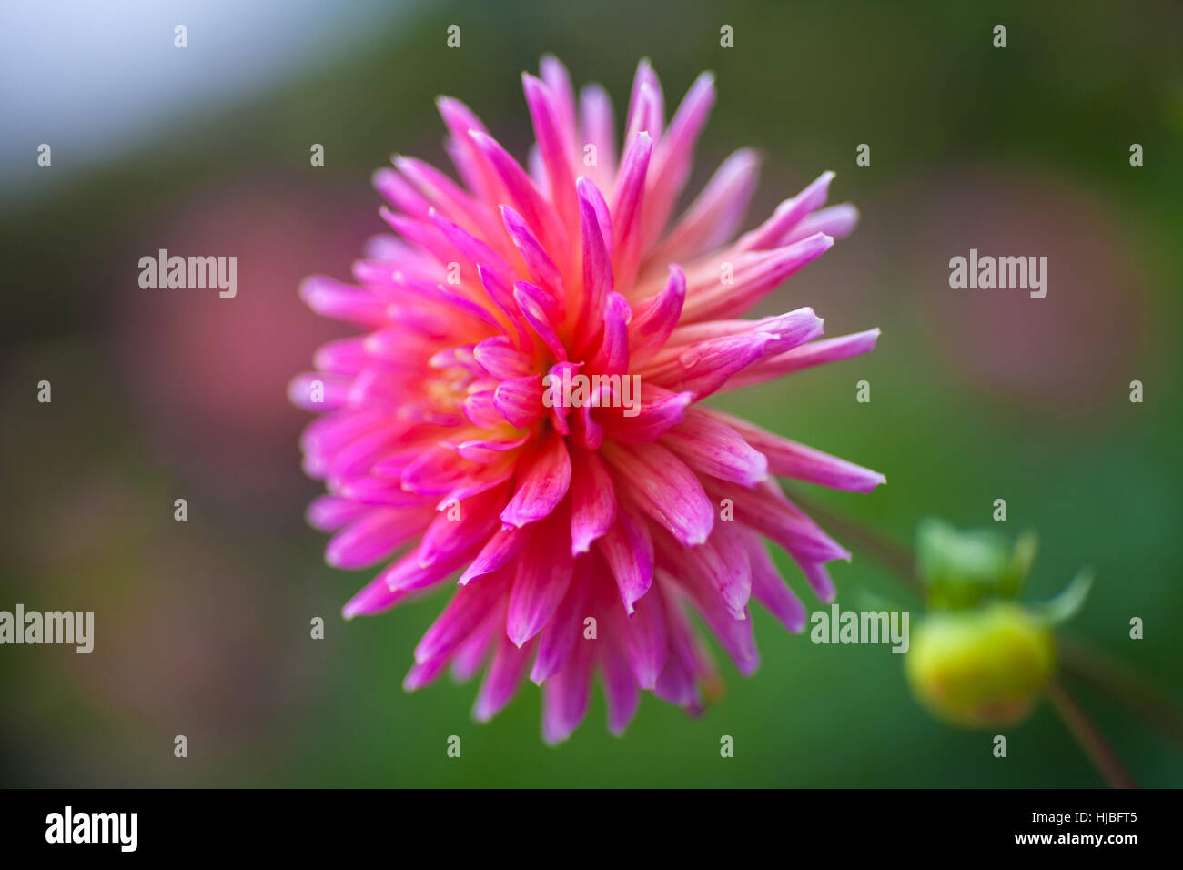 Rosa Dahlie Blume in voller Blüte Nahaufnahme Stockfoto