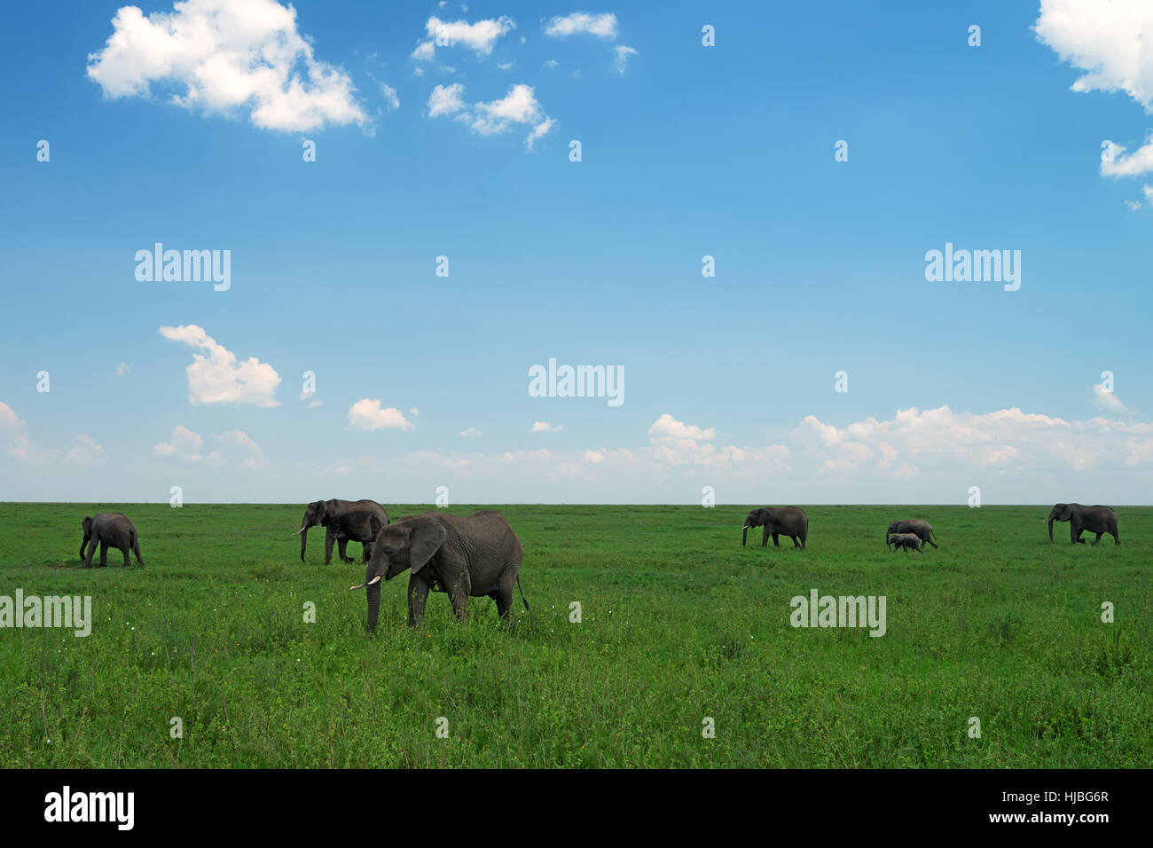 Gruppe der afrikanischen Elefanten in der Savanne Stockfoto