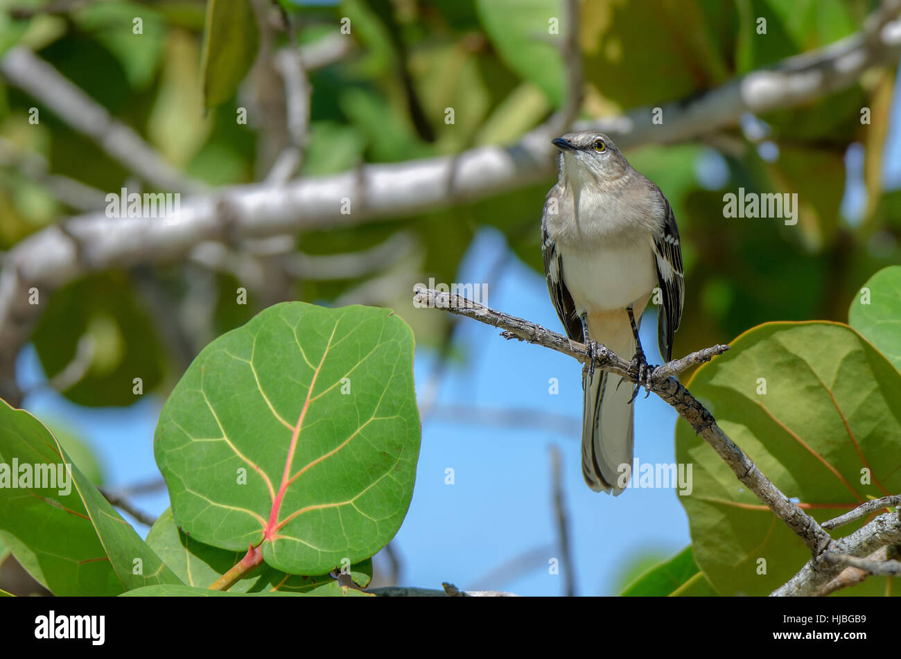 Nördliche Spottdrossel oder Mimus polyglottos Stockfoto