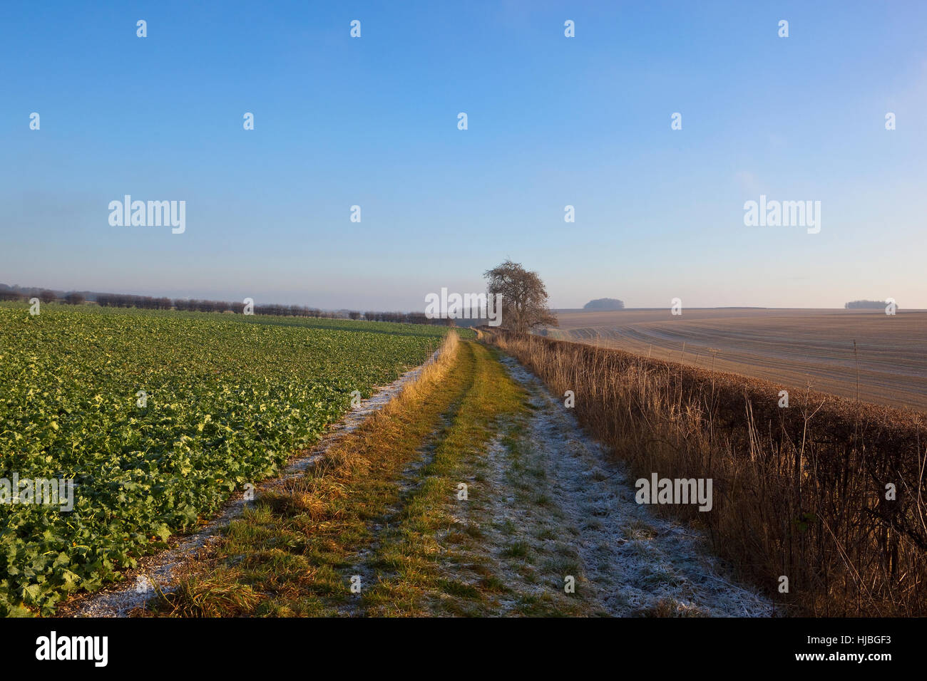 Eine ländliche Maultierweg durch Rapsfelder und Hecken auf einem frostigen, nebligen Tag auf den malerischen Yorkshire Wolds im Winter. Stockfoto