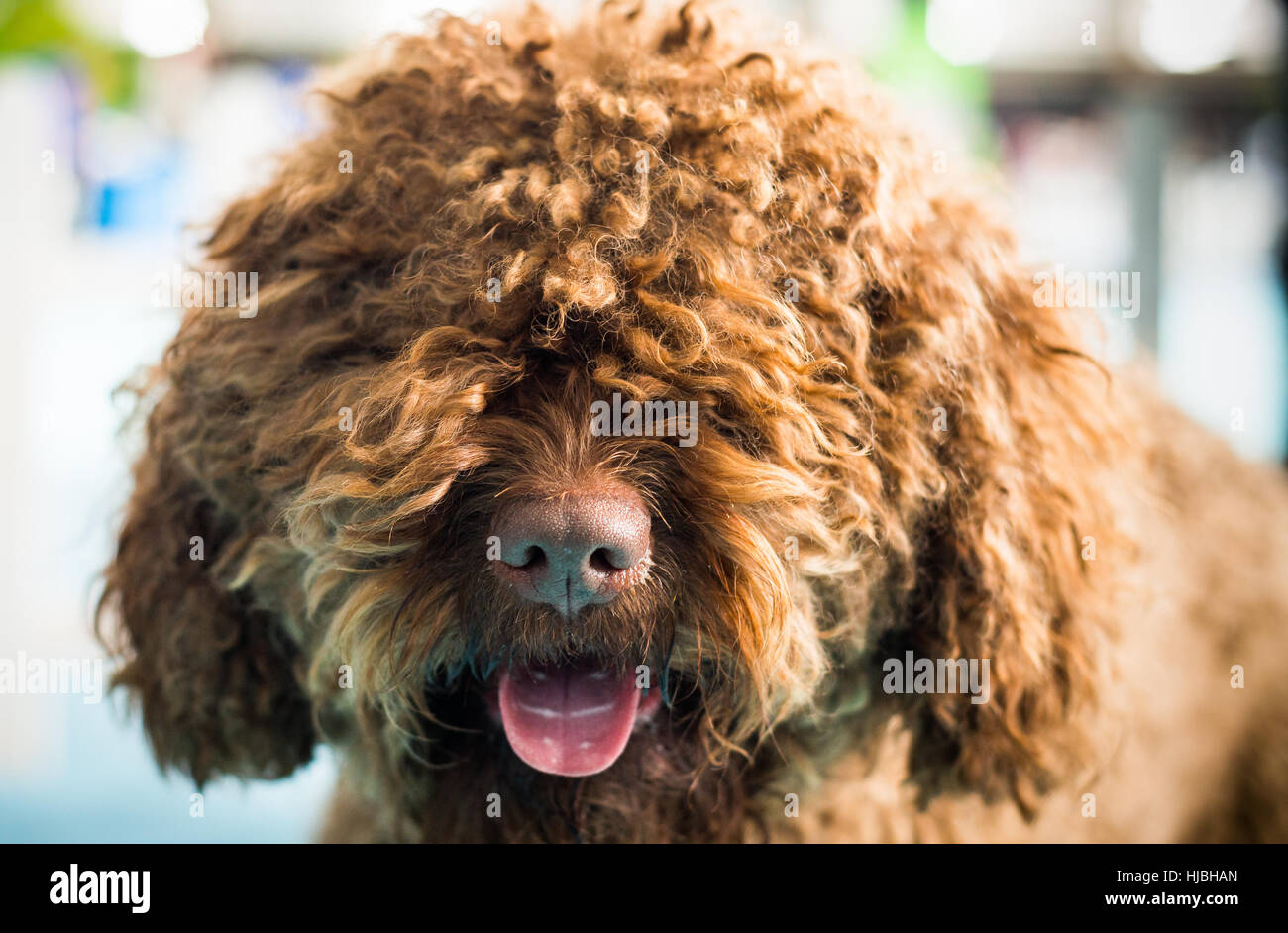 Französischer Wasserhund Stockfotos und -bilder Kaufen - Alamy