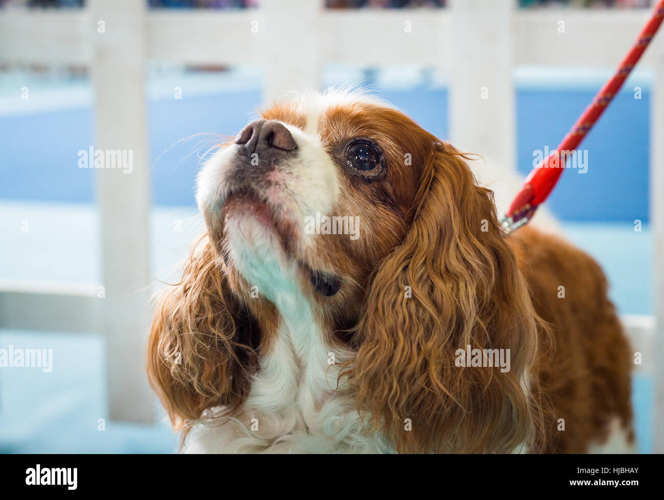 Schöne braune weißen Hund Portrait Cavalier King Charles Spaniel Stockfoto