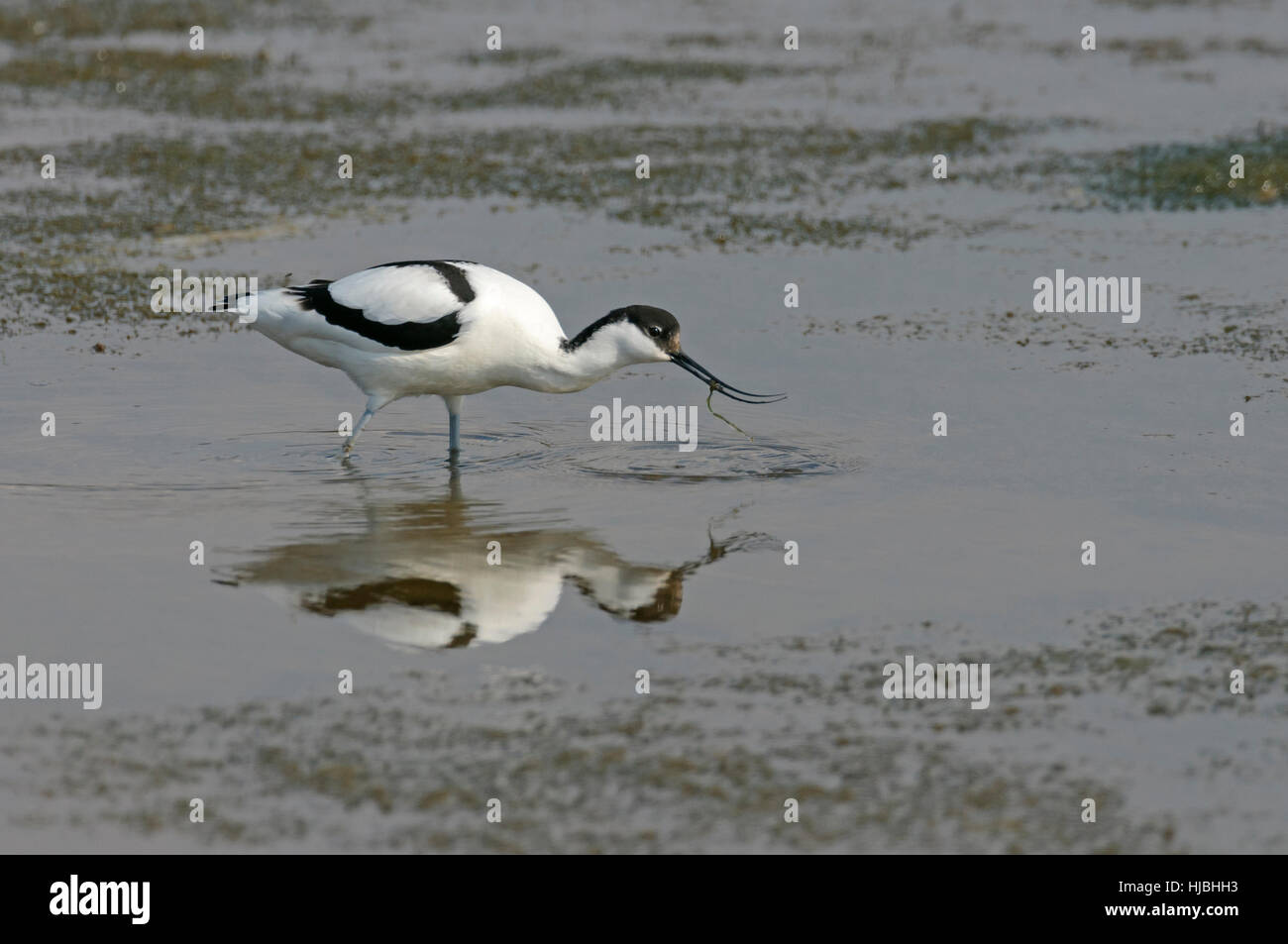 Trauerschnäpper Säbelschnäbler (Recurvirostra Avosetta) Fütterung in seichten Lagune. Norfolk, England. Stockfoto