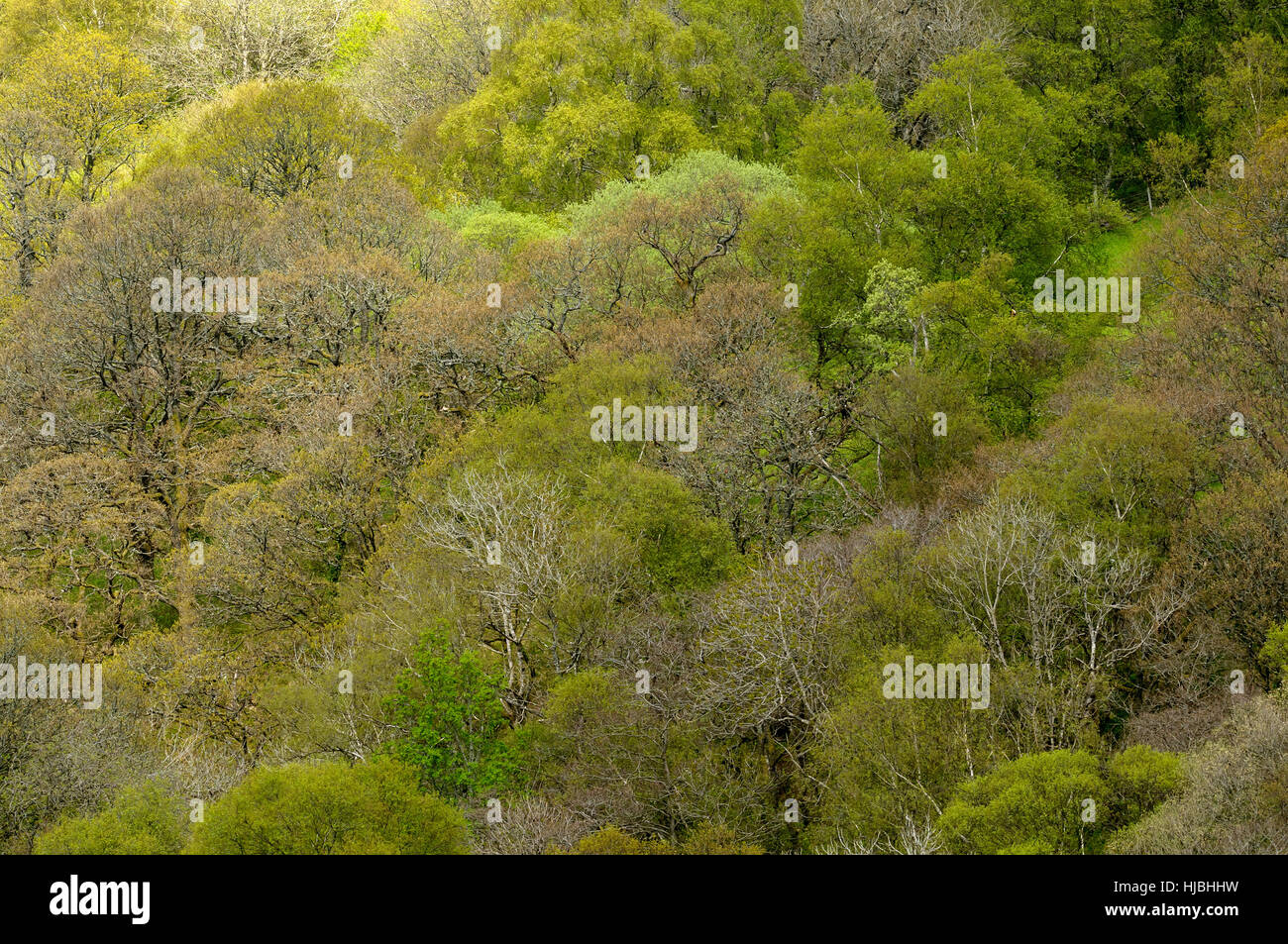 Gemischte Laubwald im Frühjahr. Gilfach Naturschutzgebiet, Radnorshire, Wales. Mai. Stockfoto