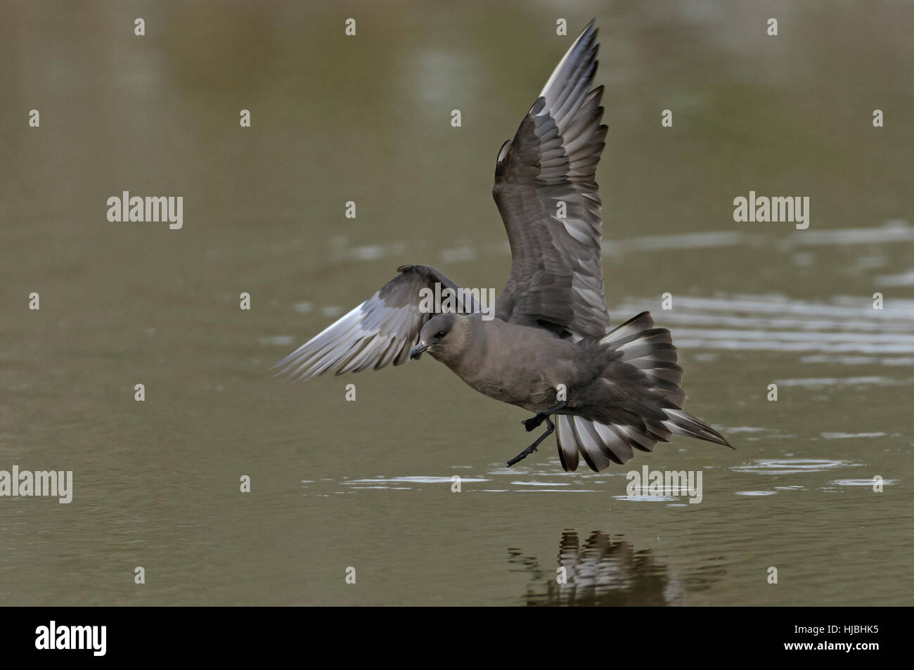 Arktisches Skua (Stercorarius Parasiticus) dark Morph Erwachsener im Flug über See. Shetland-Inseln. Juni. Stockfoto