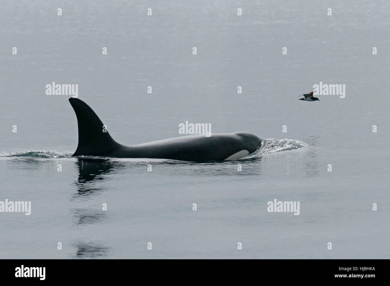 Orca oder Schwertwal (Orcinus Orca) Erwachsenen weiblichen auftauchen, mit manx Shearwater (Puffinus Puffinus) fliegen weiter. Äußeren Hebriden, Schottland. Juli. Stockfoto