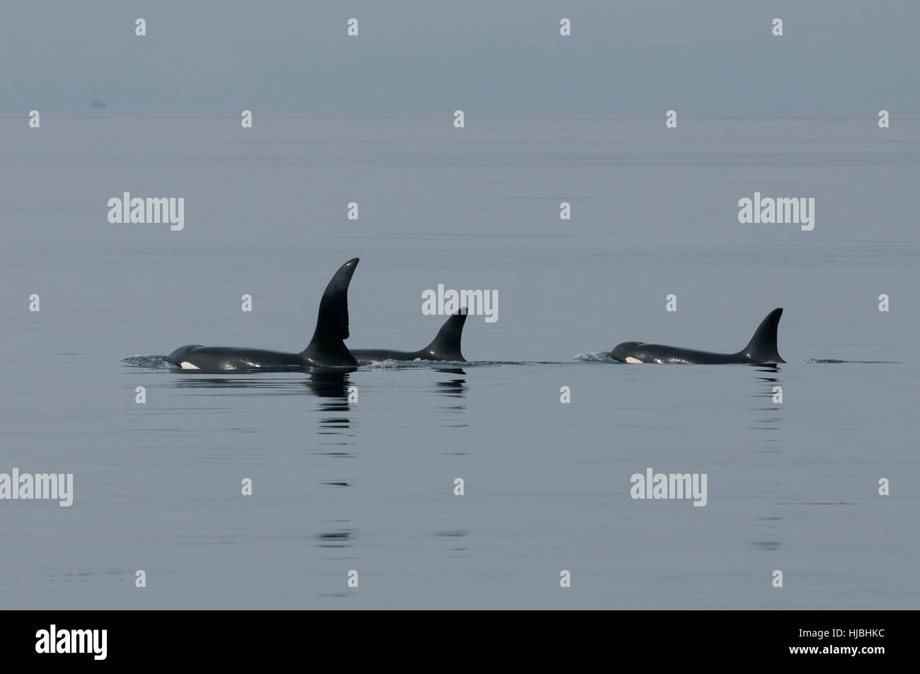 Herde von Orca oder Schwertwal (Orcinus Orca) auftauchen, ein Männchen und zwei Weibchen. Äußeren Hebriden, Schottland. Juli. Stockfoto