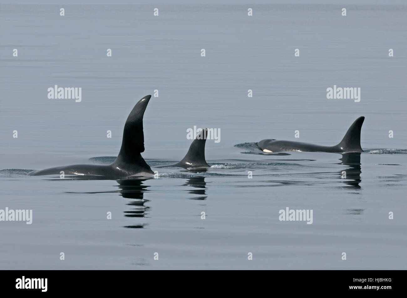 Herde von Orca oder Schwertwal (Orcinus Orca) auftauchen, ein Männchen und zwei Weibchen. Äußeren Hebriden, Schottland. Juli. Stockfoto