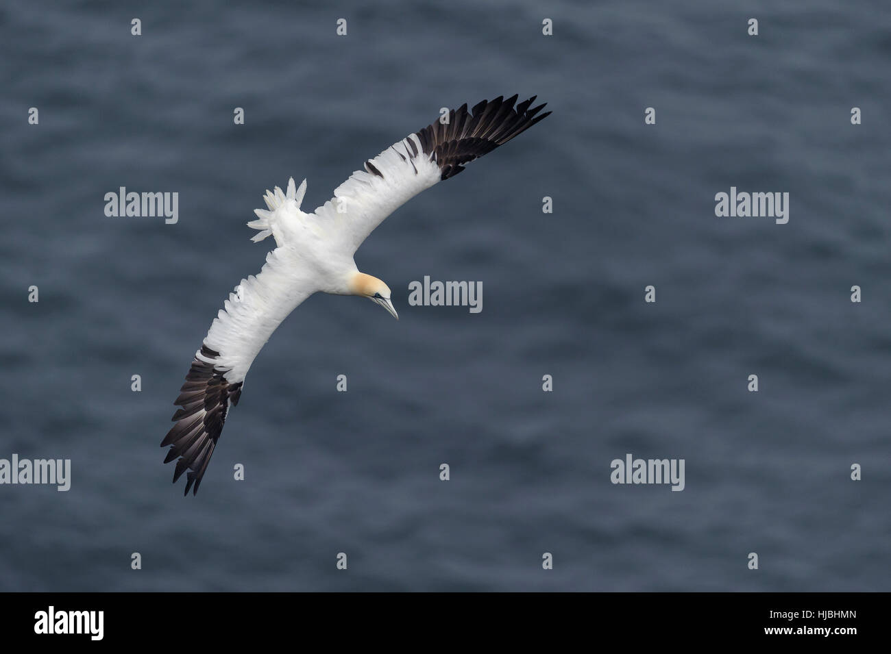 Basstölpel (Morus Bassanus) Erwachsenen während des Fluges neben Klippen am nationalen Naturschutzgebiet Hermaness, Shetland. Juni 2013. Stockfoto