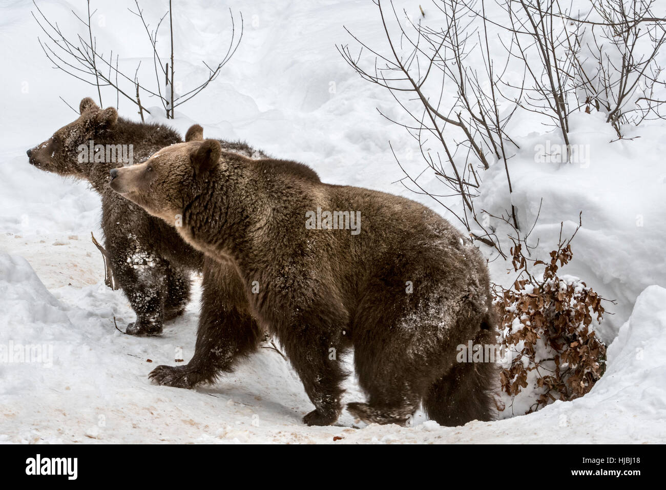 Weibliche und 1-Year-Old Brown Bear Cub (Ursus Arctos Arctos) verlassen Höhle im Schnee im winter Stockfoto