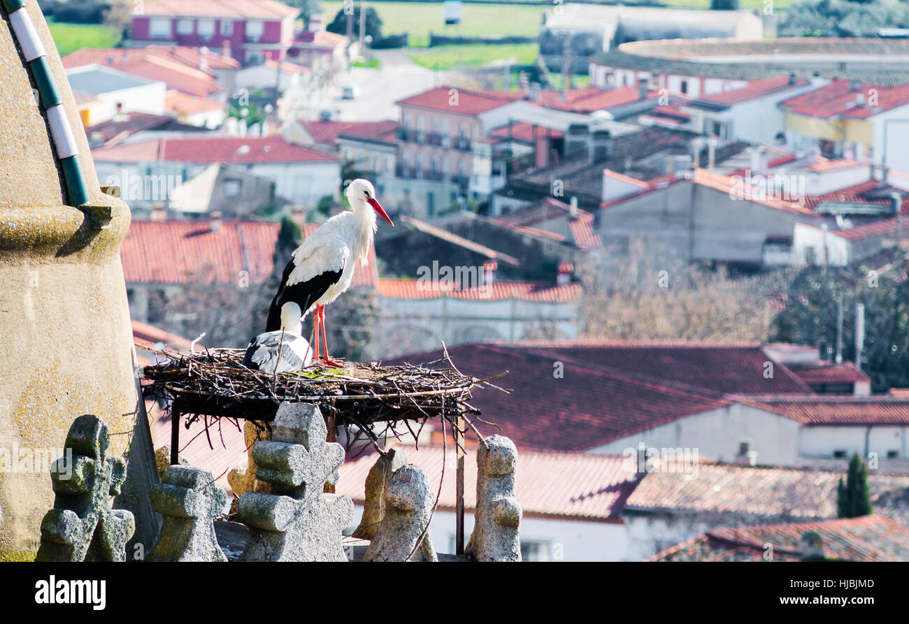 Weißstorch auf ihrem Nest, Trujillo, Cáceres, Extremadura, Spanien Stockfoto