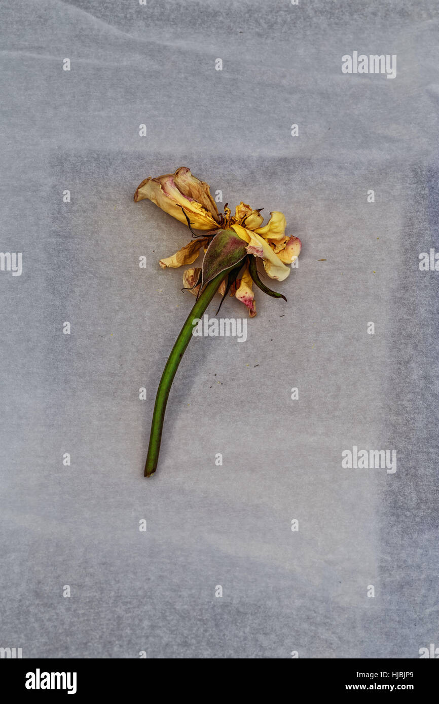 Welke Rose Stockfoto